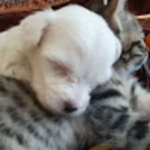 Meet your Posher, Kris